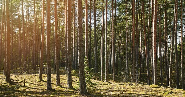 Bible Verses About Scripture